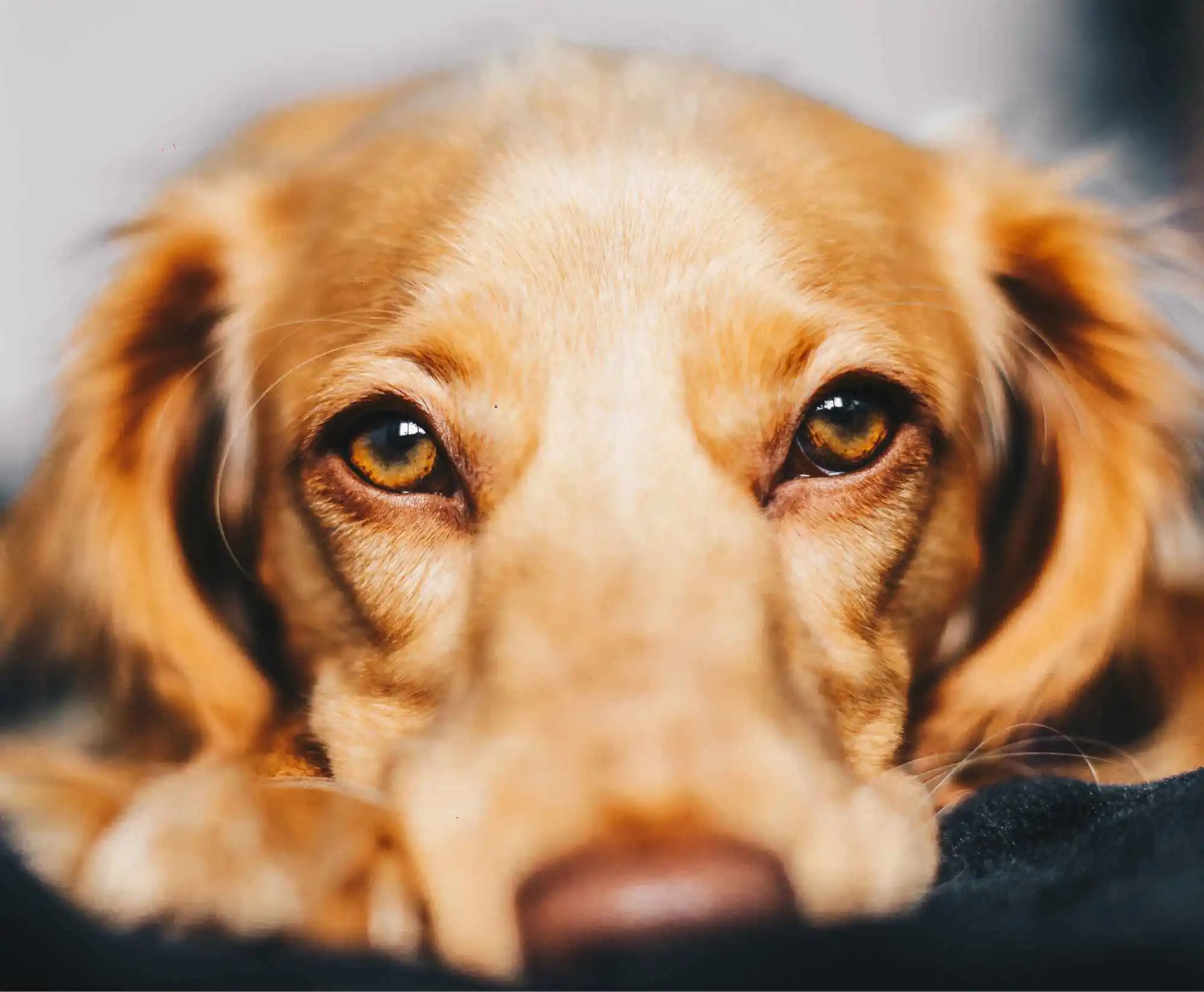 Happy pet owner giving testimonial