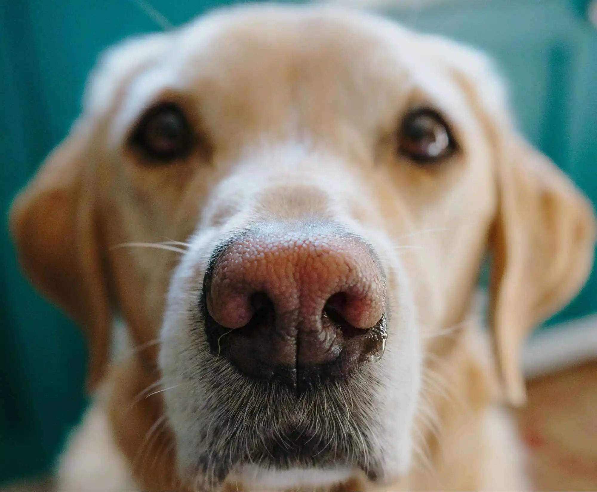 FAQ support illustration