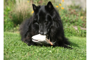 Salmon poisoning: Signs, causes, and prevention