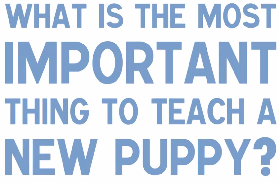 The improtance of socialization in new puppies