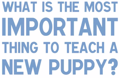 The improtance of socialization in new puppies