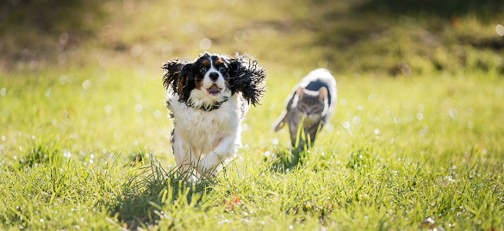 Dog and cat running in a field